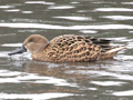 Red Shoveler